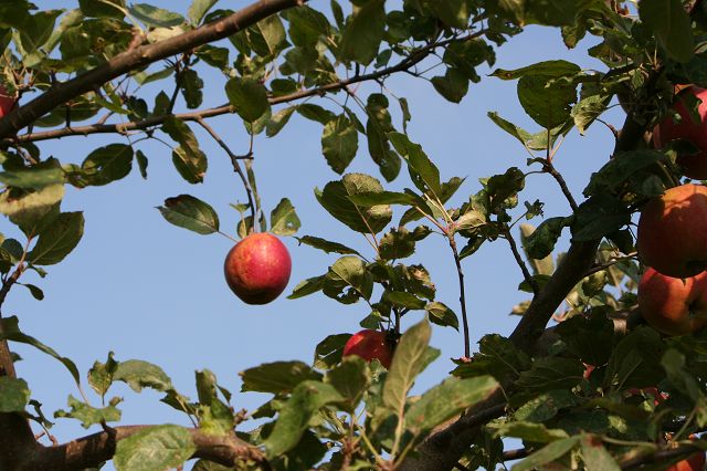 Obstbaumalleen (5)